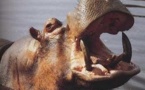 Vélingara : un pécheur tué par un hippopotame