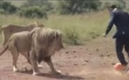 VIDÉO Il joue au foot avec trois lions sauvages en pleine savane