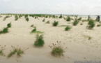 ​Protection de la Langue de Barbarie : lancement d’un programme de reboisement de 10 hectares de filaos – vidéo