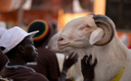 Tabaski 2014 : Aminata Mbengue Ndiaye table sur 720.000 moutons