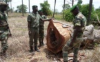 Opération Nord Bignona 2022 : Succès d’une riposte contre le trafic de bois et chanvre indien en Casamance