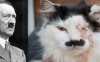 Un chat torturé parce qu’il ressemblait à Hitler