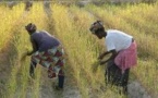 Qualité du riz de la vallée : des efforts sont encore à faire (agronome)