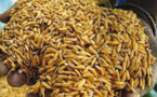 Programme d’urgence Japon/Africa Rice : 40 tonnes de semences de riz à 1.600 producteurs de la vallée