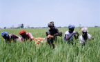 Gestion integrée de la riziculture dans la vallée : 24 variétés de riz créées par AfricaRice