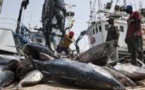 La pêche industrielle illégale a fait perdre au Sénégal 145 milliards FCFA