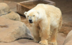 Le dernier ours blanc d'Afrique meurt au zoo de Johannesburg