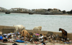 Saint-Louis: le fleuve, une poubelle.