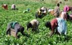 L'UNCAS annonce 1.000 coopératives agricoles intégrées-bio