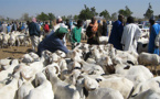 TABASKI 2014: Aminata Mbengue Ndiaye ne «garantit pas» la suffisance en moutons.
