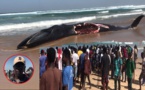 Plage de Diamalaye : Une baleine échouée sert de repas aux riverains