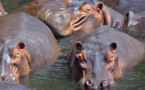Saint- Louis : Trois hippopotames créent la panique à Médina Darou. Une pirogue renversée hier.