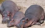 Saint-Louis - trois hippopotames à Médina Darou : la traque a démarré.