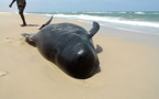 VIDÉO EXCLUSIVE : Une baleine sauvée par des écogardes, au parc national de la Langue de Barbarie. Regardez
