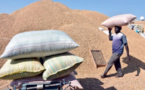Agriculture : La campagne arachidière risque le drame à Touba