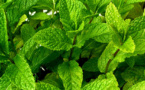 Les bienfaits de la Menthe  Les bienfaits de la Menthe