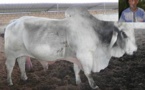 ELEVAGE - La ferme du Groupe Thimbo de Semmé: Un modèle à multiplier.