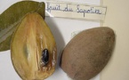  Les vertus de l'huile végétale de la noix de Sapote. 
