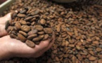 Le cacao pourrait freiner le déclin cognitif Le cacao pourrait freiner le déclin cognitif