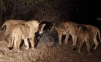 Un porc-épic fait fuir une dizaine de lions affamés