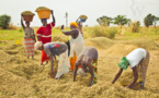 Autosuffisance en riz et développement agricole au Sénégal : Ne Refermez pas le débat