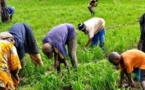 Autosuffisance en riz : un spécialiste plaide en faveur de la régulation du marché