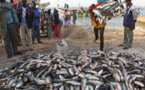 Le Portugal a importé du Sénégal 2.500 tonnes de poisson en 2022 (ministre)