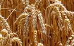 Autosuffisance en blé : Un objectif réalisable et viable ! Autosuffisance en blé : Un objectif réalisable et viable !