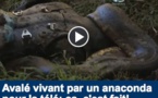 VIDEO - Avalé vivant par un anaconda pour la télé: ça, c'est fait!