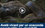 VIDEO - Avalé vivant par un anaconda pour la télé: ça, c'est fait! VIDEO - Avalé vivant par un anaconda pour la télé: ça, c'est fait!