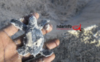 ENVIRONNEMENT : Éclosion de nids de tortues au parc National de Langue de Barbarie. Regardez !