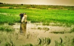 Un projet d’agriculture intelligente de plus de 2 milliards lancé à Saint-Louis