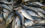 Le Yaboye (sardinelle) doit être réservée à la pêche artisanale (acteurs)