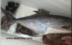 Mauritanie: Le nom du Prophète Mohamed PSL gravé sur un poisson de 17 kg capturé à Nouadhibou.