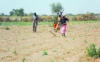 CRISE ALIMENTAIRE AU NORD SENEGAL: l'insécurité alimentaire menace 3 millions  de personnes.