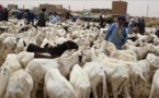 La vente de moutons de sacrifice au Sénégal a généré plus de 8 milliards pour la Mauritanie