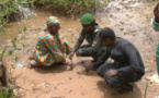 ​Saint-Louis : une synergie salvatrice au secours de la mangrove (vidéo)