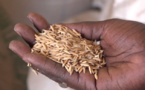 Campagne hivernale 2023 : la fondation Port Autonome de Dakar délivre les producteurs de riz de Aéré Lao (vidéo)