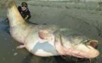 Un pêcheur italien attrape un silure de 127 kilos