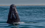 Le Japon contraint de jeter de la viande de baleine bourrée de pesticides