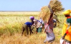 UGB : un laboratoire propose de transformer la balle de riz en énergie