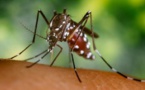 Saint-Louis espère éradiquer le paludisme dans quelques années