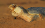 ENVIRONNEMENT: Emergence de tortues vertes sur la Langue de Barbarie: "pas top", l'aide humaine... Par Frédéric Bacuez (ornithondar)