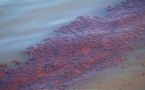 Des taches d'huile dans les eaux mauritaniennes de l'Atlantique