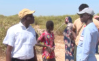 Une initiative veut reboiser les zones de mangroves « dégarnies » de Saint-Louis Une initiative veut reboiser les zones de mangroves « dégarnies » de Saint-Louis