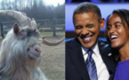 Il propose du bétail contre la fille d'Obama Il propose du bétail contre la fille d'Obama