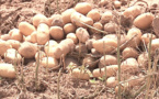 Autosuffisance en pommes de terre : la contribution de la ferme Swami Agri magnifiée