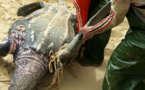 GOXUMBATHIE : le massacre des tortues marines se poursuit (vidéo)