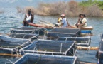 La composante aquaculture du PGRNS va créer 5000 emplois