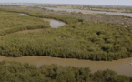 Plaidoyer pour la préservation de l’écosystème mangrove de Saint-Louis Plaidoyer pour la préservation de l’écosystème mangrove de Saint-Louis